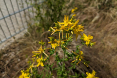 Google Pixel 7a Testaufnahme Kamera (Foto: Testsieger.de)