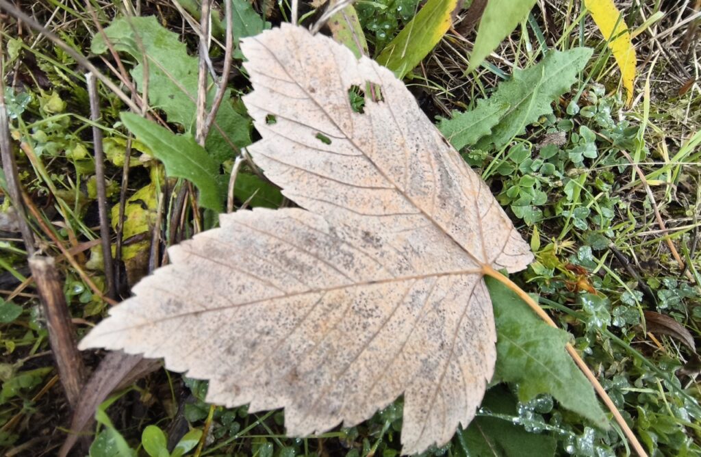 Nahaufnahme eines Blattes auf feuchtem Boden, aufgenommen mit digitalem Zoom des Nothing Phone (3a) Lite. (Foto: Testsieger.de)